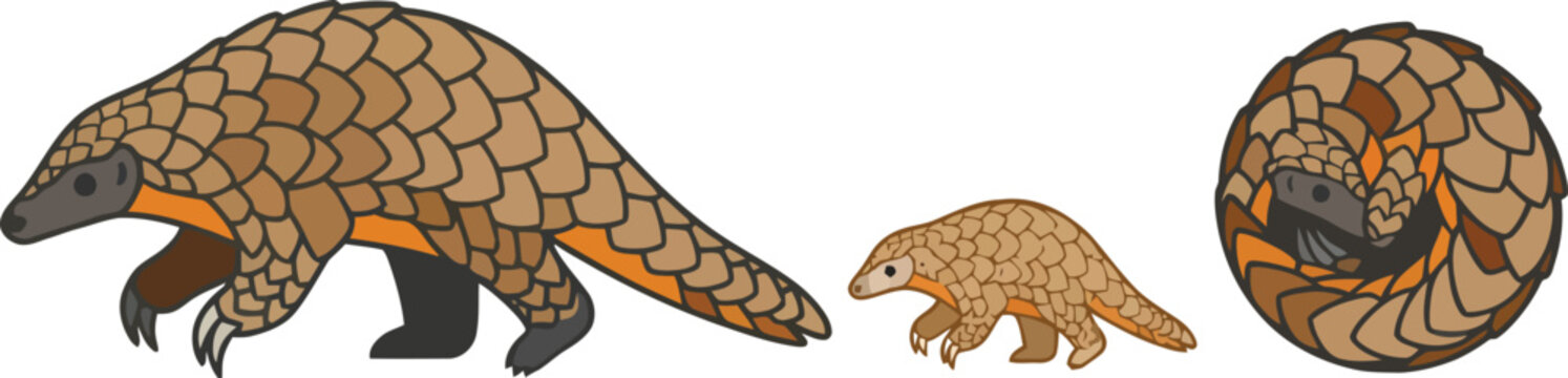 Three pangolins shown in different poses including walking and curled into a ball.