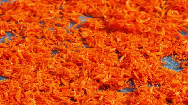 Tiny orange dried shrimp sun-drying on blue fishing net, close-up texture of traditional Thai coastal seafood preservation, colorful vibrant food ingredient background