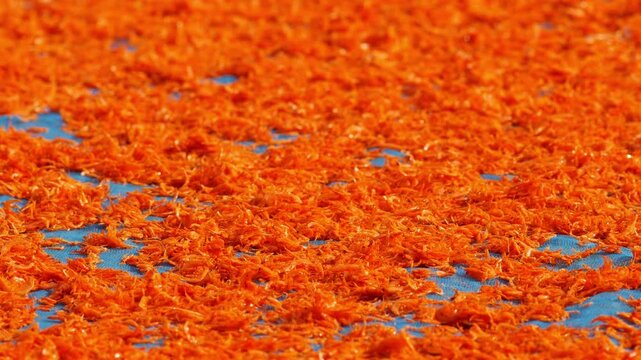 Tiny orange dried shrimp sun-drying on blue fishing net, close-up texture of traditional Thai coastal seafood preservation, colorful vibrant food ingredient background