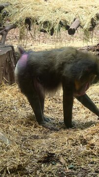mandrill foraging in the straw.