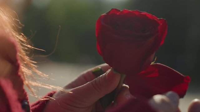 Close up of young woman with long hair wearing red knitwear carefully holding and examining fresh deep red rose petals in soft natural light. Her hands gently manipulate flower revealing