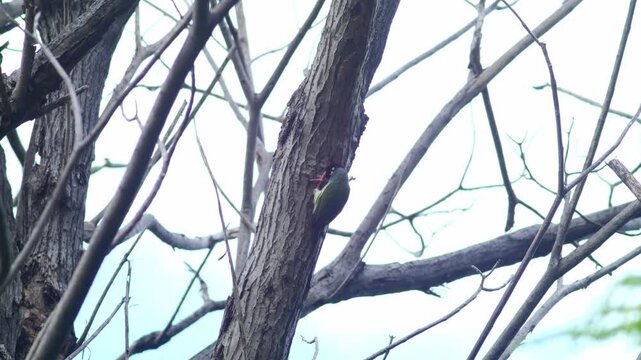 Coppersmith barbet bird perched at nest hole on dead tree trunk among tangled bare branches