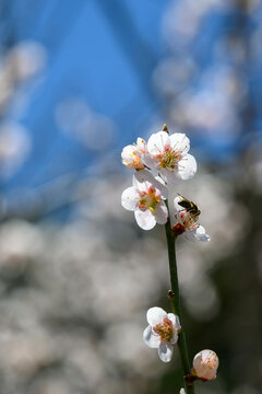 A bee on a blooming white plum flower against a blue sky with soft bokeh in spring