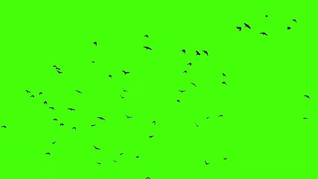 Flock of black bats flying in swarm animation isolated on a keyable chroma key green screen background