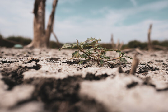 Parched earth split into a mosaic of curling, sun-baked clay plates, a stark record of prolonged drought and vanishing water