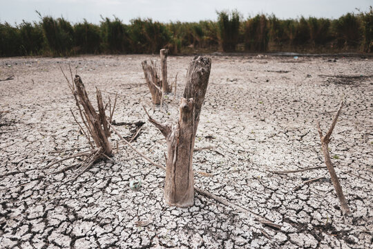 Parched earth split into a mosaic of curling, sun-baked clay plates, a stark record of prolonged drought and vanishing water