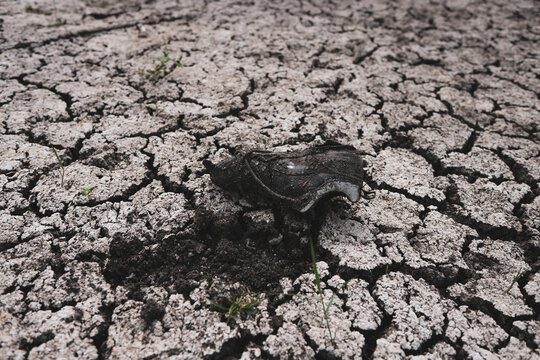 Parched earth split into a mosaic of curling, sun-baked clay plates, a stark record of prolonged drought and vanishing water