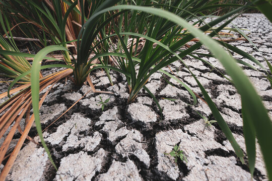 Parched earth split into a mosaic of curling, sun-baked clay plates, a stark record of prolonged drought and vanishing water