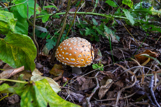 Fly agaric mushroom in the forest
