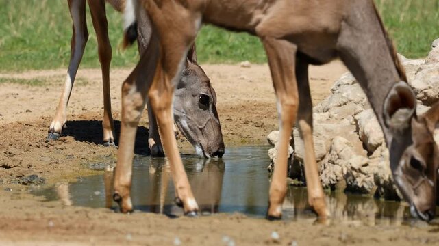 Close-up of a kudu antelope (Tragelaphus strepsiceros) drinking water, Kalahari desert, South Africa
