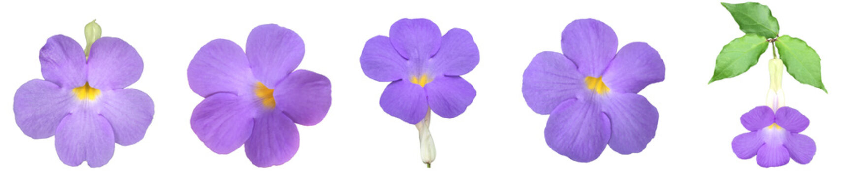 Isolated thunbergia or erecta flower with clipping paths.	