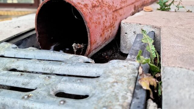 Rusted drainage pipe releasing water into an old metal street grate, with weathered concrete, corrosion, dirt, and small plants growing beside the drainage system
