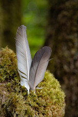 Wild bird feather resting delicately on vibrant green moss in a forest © Lala Souza
