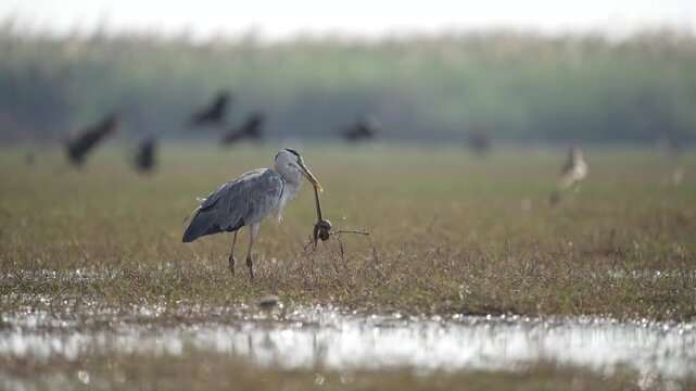 Grey heron with snake kill