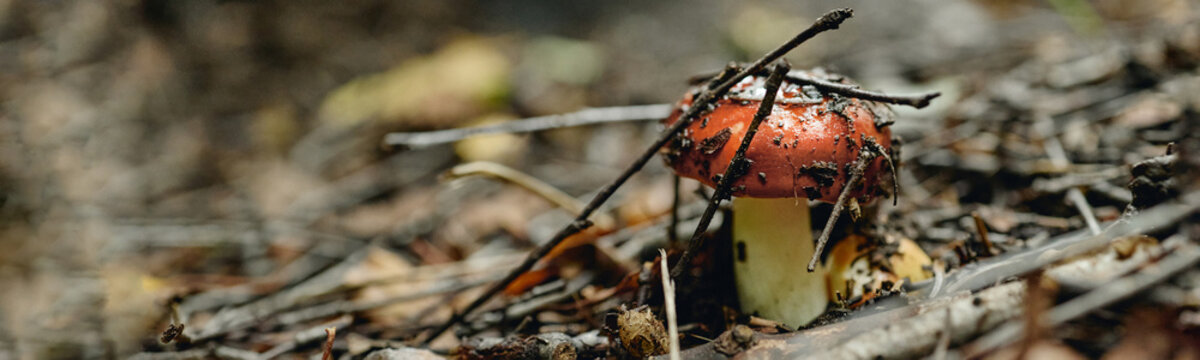 Close up of wild red mushroom growing on forest floor among twigs and soil representing biodiversity. Visual concept suitable for environmental biology education and nature articles