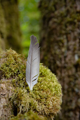 Vertical shot of a wild bird feather standing upright on a mossy tree stump © Lala Souza