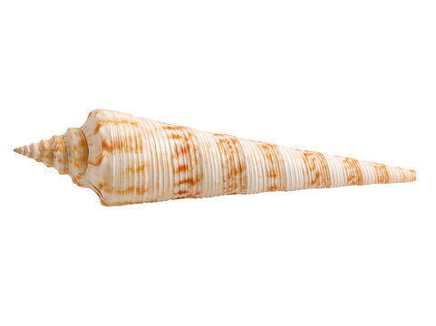 Long, spiraled shell with beige and brown ridges.