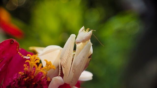 Close-up macro shot of a white orchid mantis (Hymenopus coronatus) perched on a bright pink flower with a soft, blurred green garden background. Rare exotic praying mantis insect in nature.