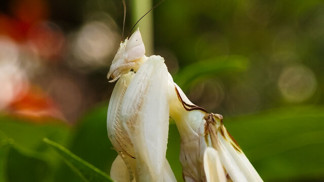 Extreme macro close-up, front view portrait of an orchid mantis (Hymenopus coronatus) face with detailed eyes, head, and legs against a bokeh green nature background. Rare exotic praying mantis.