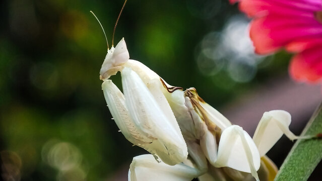 Extreme macro close-up, front view portrait of an orchid mantis (Hymenopus coronatus) face with detailed eyes, head, and legs against a bokeh green nature background. Rare exotic praying mantis.