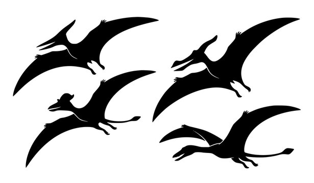 Low angle view soaring pterodactyl silhouettes vector graphic elements pack with gliding dinosaurs
