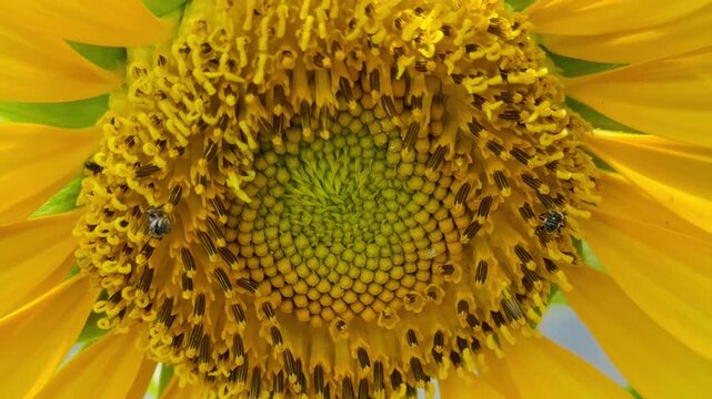 sunflower close up with stingless bees suckling nectar