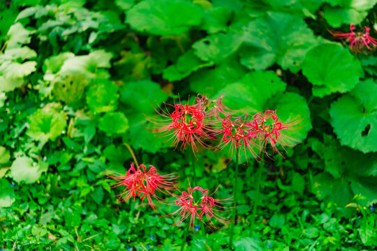 Red spider lily flowers blooming among lush green leaves in early autumn