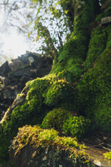 Fototapeta premium Low angle shot of bright green moss growing densely over rocks and a tree trunk in a forest