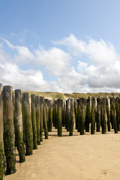 Moss-Covered Wooden Breakwater Posts on Sandy Beach with Dunes and Blue Sky