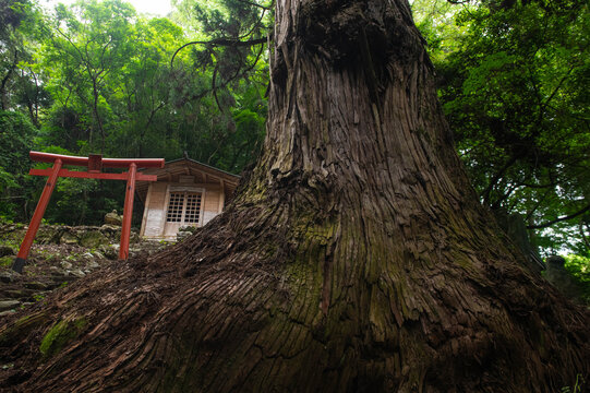 宝地院のスギ（さが名木百選）