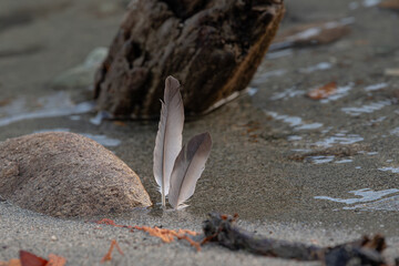 Delicate bird feather standing near the edge of a natural water stream © Lala Souza