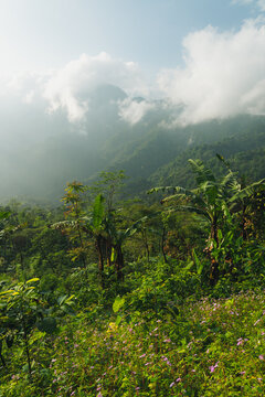 Dense tropical jungle and forest covered mountains under fog and overcast sky in Pati, Java, Indonesia