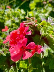 Red geranium flowers in coastal vegetation at Kairakau, New Zealand © Stefan