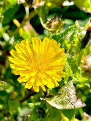 Yellow dandelion flower in coastal grassland at Kairakau, New Zealand © Stefan