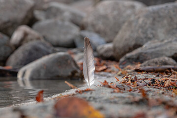 Bird feather close-up near river rocks and shallow water in a natural setting © Lala Souza