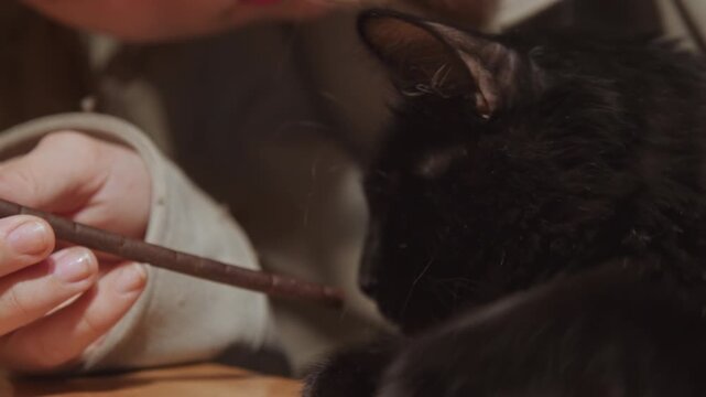 Close up of black cat lying on wooden surface while person gently moves thin stick near its face. Cat remains relaxed as hand with light colored sleeve holds brown object creating calm