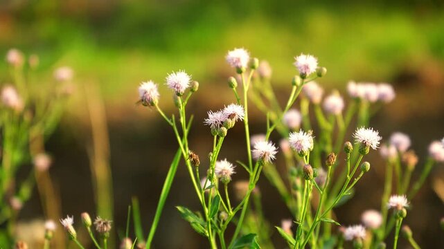 Blooming wildflower stems tremble delicately under golden sunlight in rural field. Natural floral growth sparkles with warm illumination, showcasing calm botanical beauty in serene environment.
