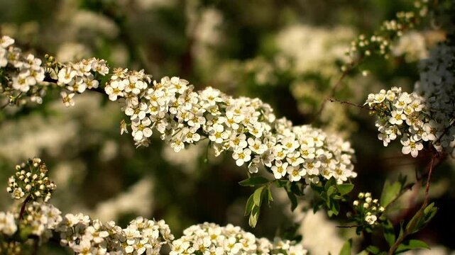 White spiraea flowers bloom across arched branches in bright outdoor sunlight. Gentle spring wind sways bridal wreath shrub clusters while creating tranquil natural garden atmosphere.