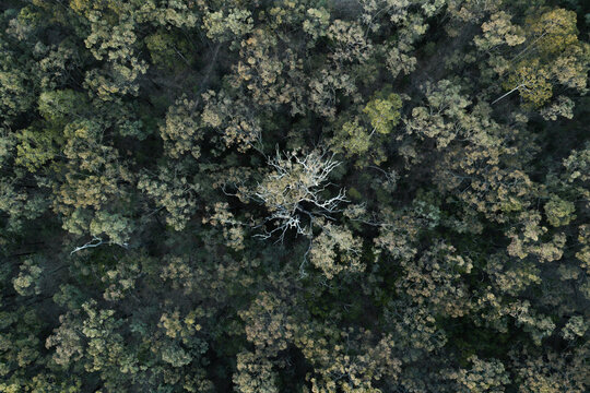 top down overhead view of green eucalyptus tree treetops