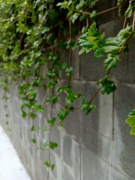 ivy on the wall