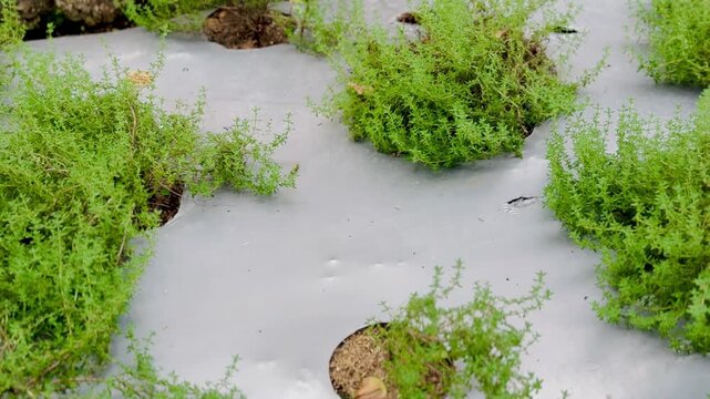 Thyme leaves grow in the garden