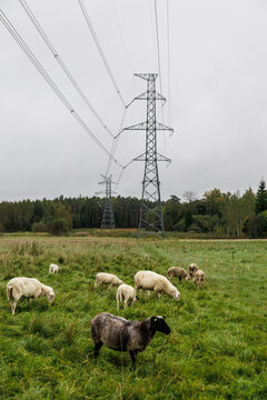 Flock of sheep grazing in a green meadow beneath tall electricity transmission towers, with a forested background and soft overcast sky