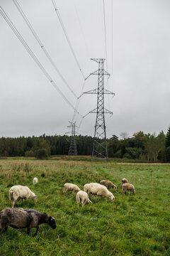 Flock of sheep grazing in a green meadow beneath tall electricity transmission towers, with a forested background and soft overcast sky