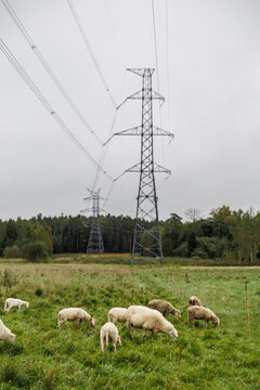 Flock of sheep grazing in a green meadow beneath tall electricity transmission towers, with a forested background and soft overcast sky