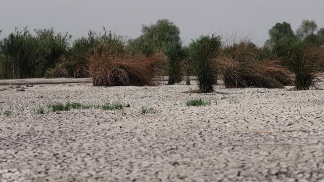 Dry, parched earth cracked by prolonged drought in a dried out wetlands area in Romania.