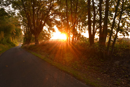 Morgendliche Allee im herbstlichen Sonnenaufgang