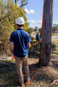 Apprentice arborist using portawrap for friction control while lowering a tree branch
