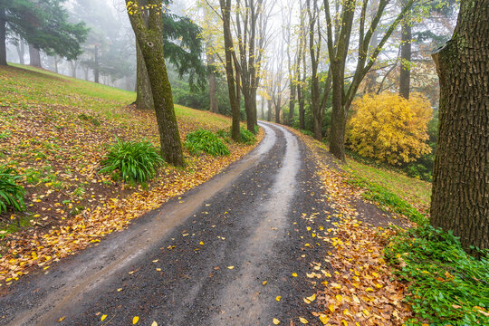 Coloured Autumn leaves scattered alongside a hillside road between a line of trees