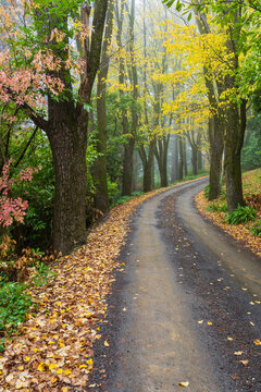 Coloured Autumn leaves scattered alongside a hillside road between a line of trees