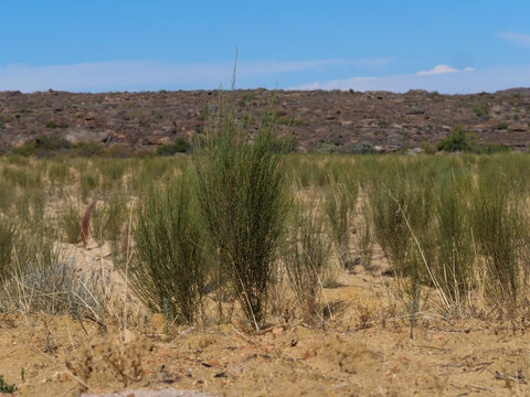 A field of rooibos green bushes, Aspalathus linearis,  planted in rows to be harvested for rooibos tea. Location Clainwillian, South Africa. Also called red bush, bush tea, red bush tea